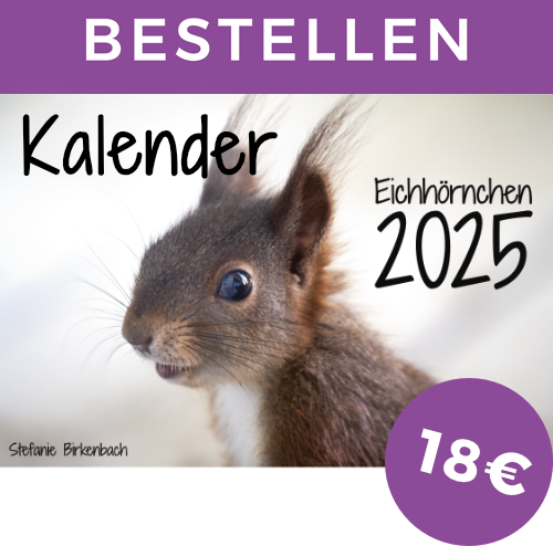 Eichhörnchen Kalender 2025 - Bestellen